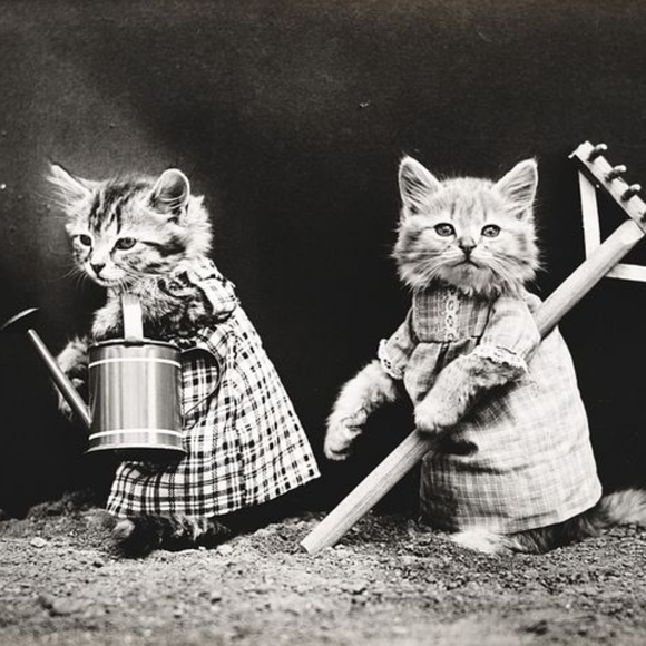 Meet your Posher, Cici... - Picture 7 of 16